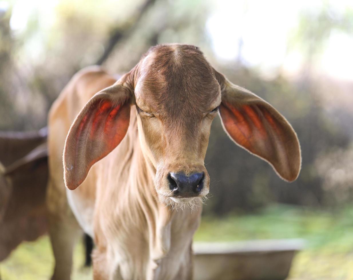 Close-up of calf photo