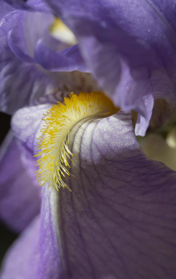 primer plano, de, púrpura, barbudo, iris foto