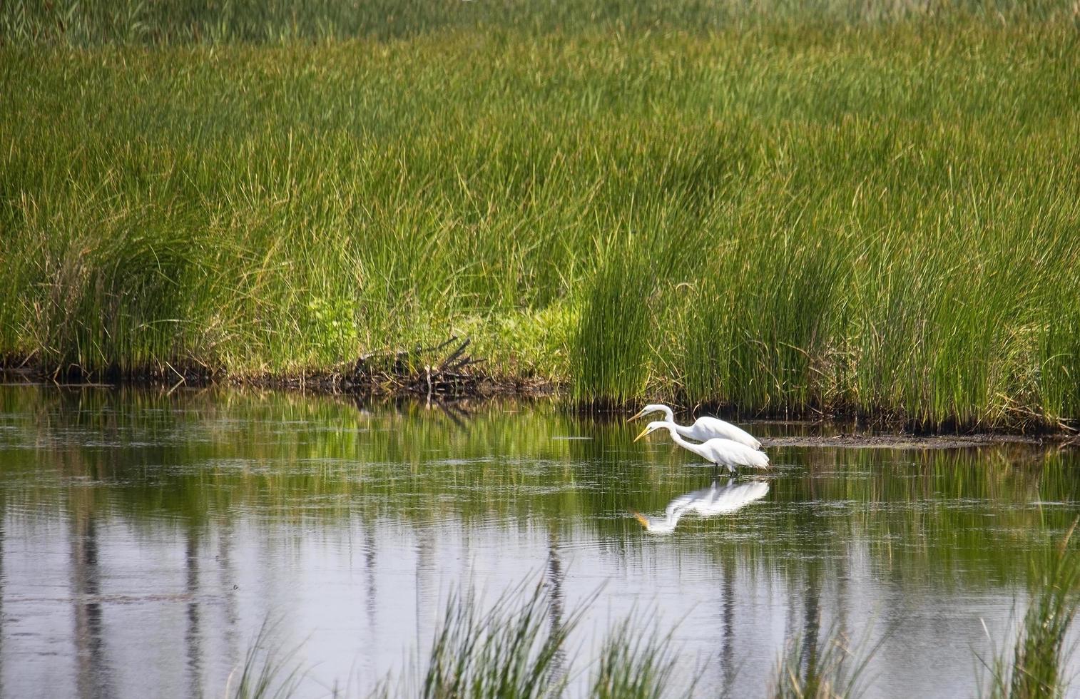 Pair of Great White Egret stalking food photo