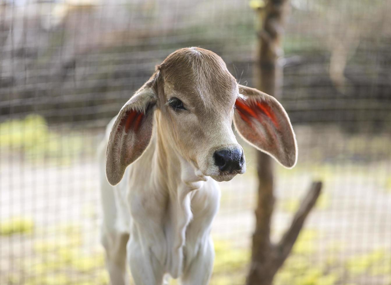 Cow near a fence photo