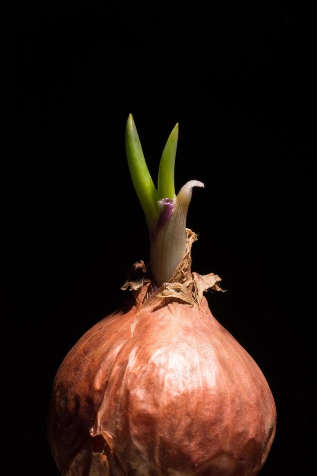 Spring onion on black background photo