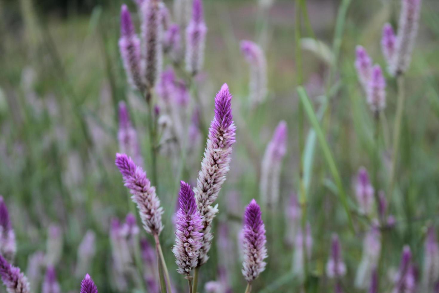 flor morada en la hierba foto