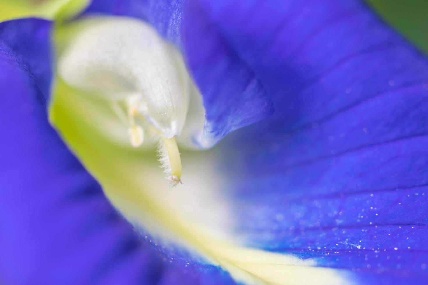 Pea flower close-up photo