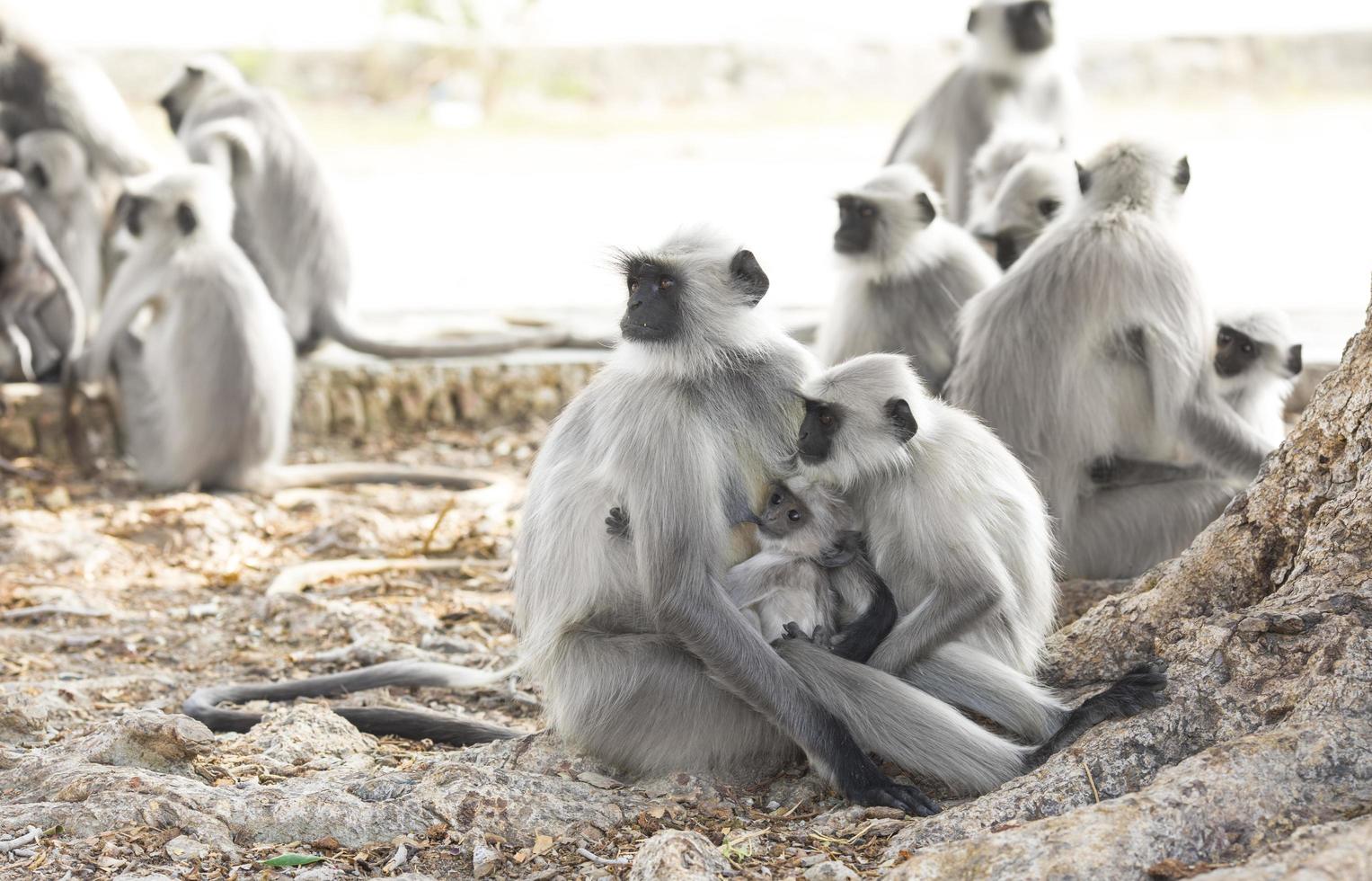 Indian Monkey or Lanngur photo