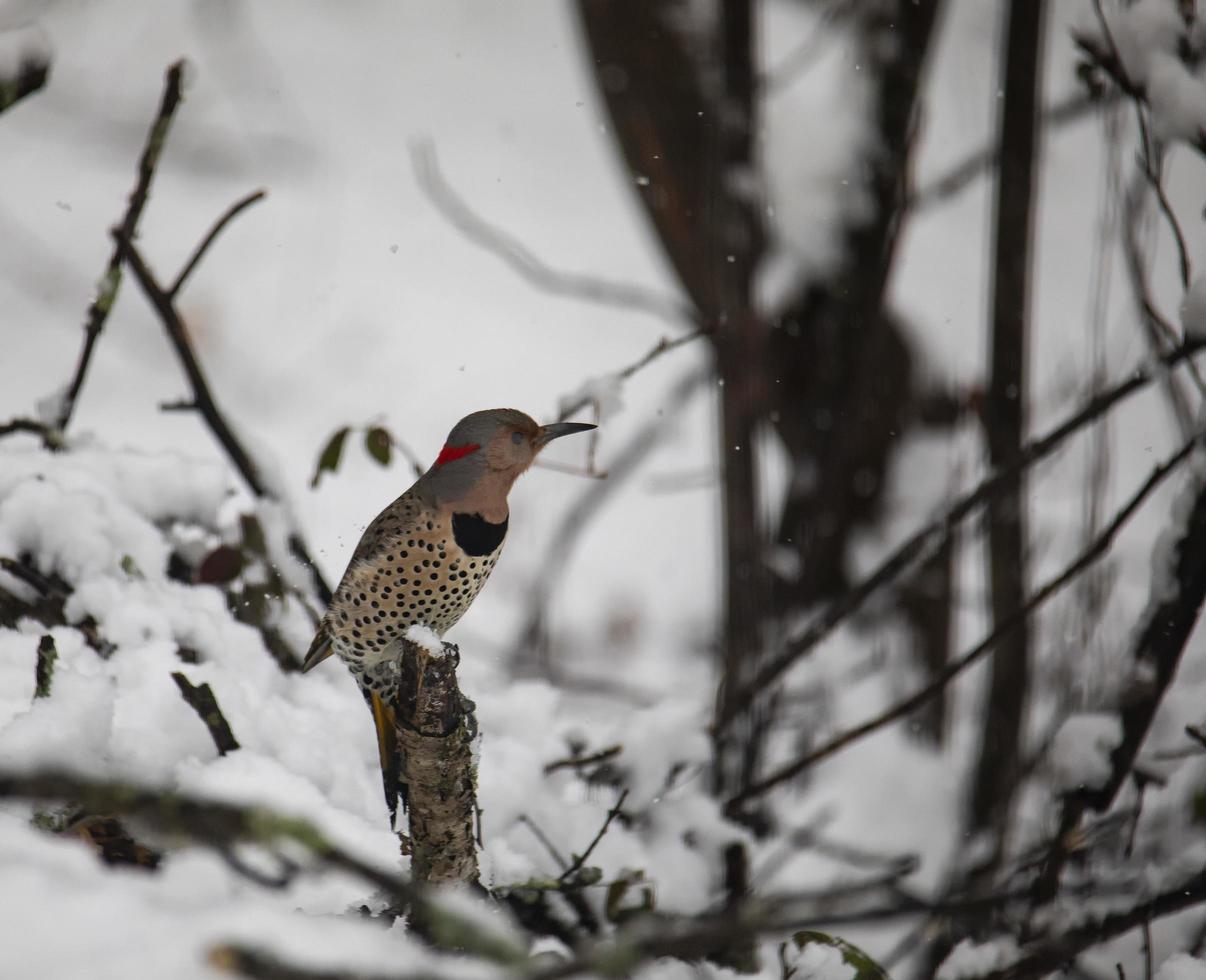 Female Northern Flicker perched in snowy woods photo