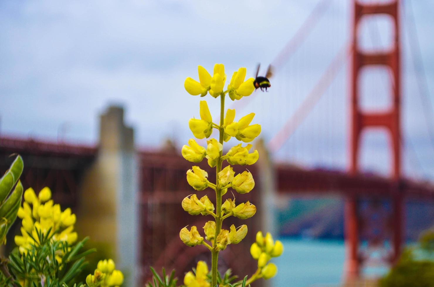 Bee on yellow flower in San Francisco photo