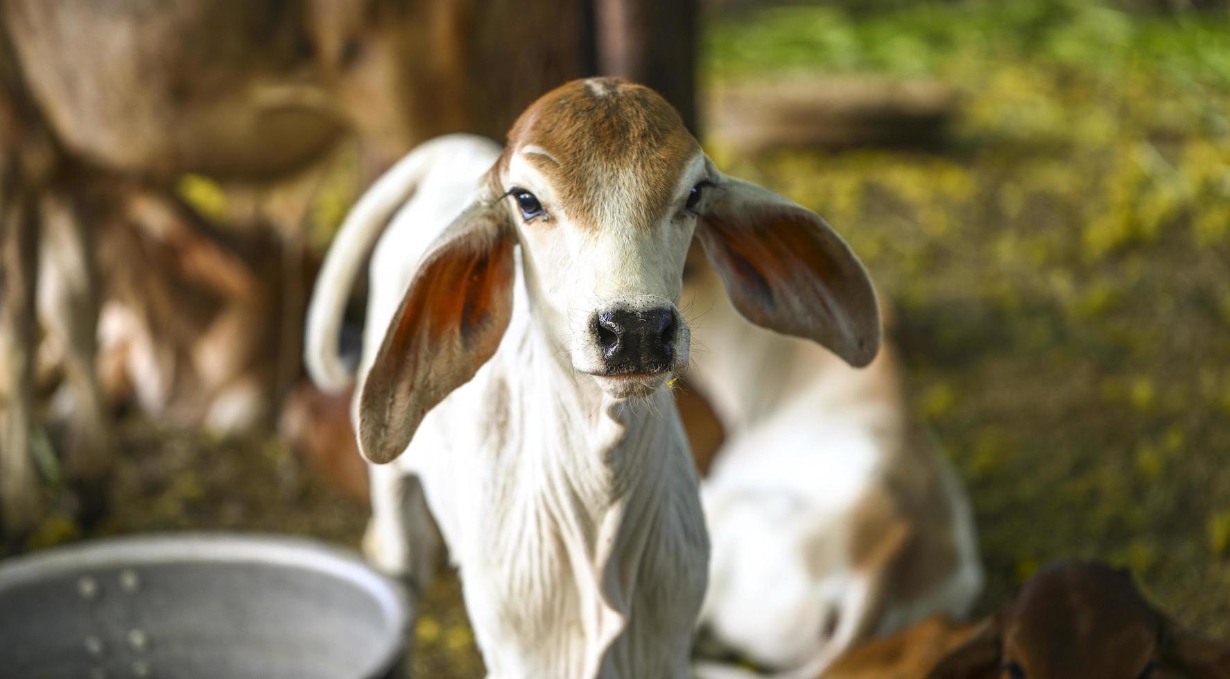 Young calf outside photo