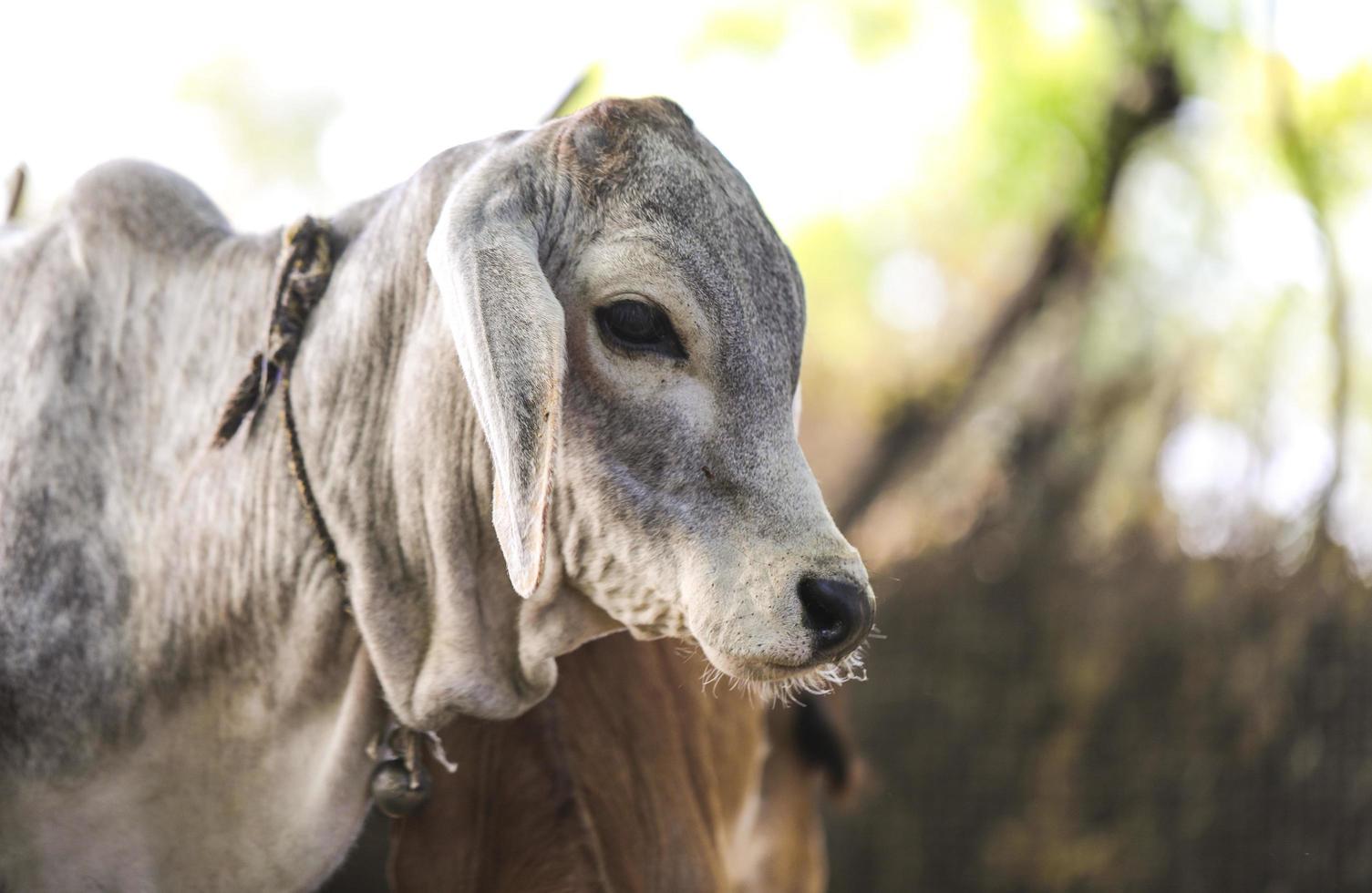 White and gray cow photo