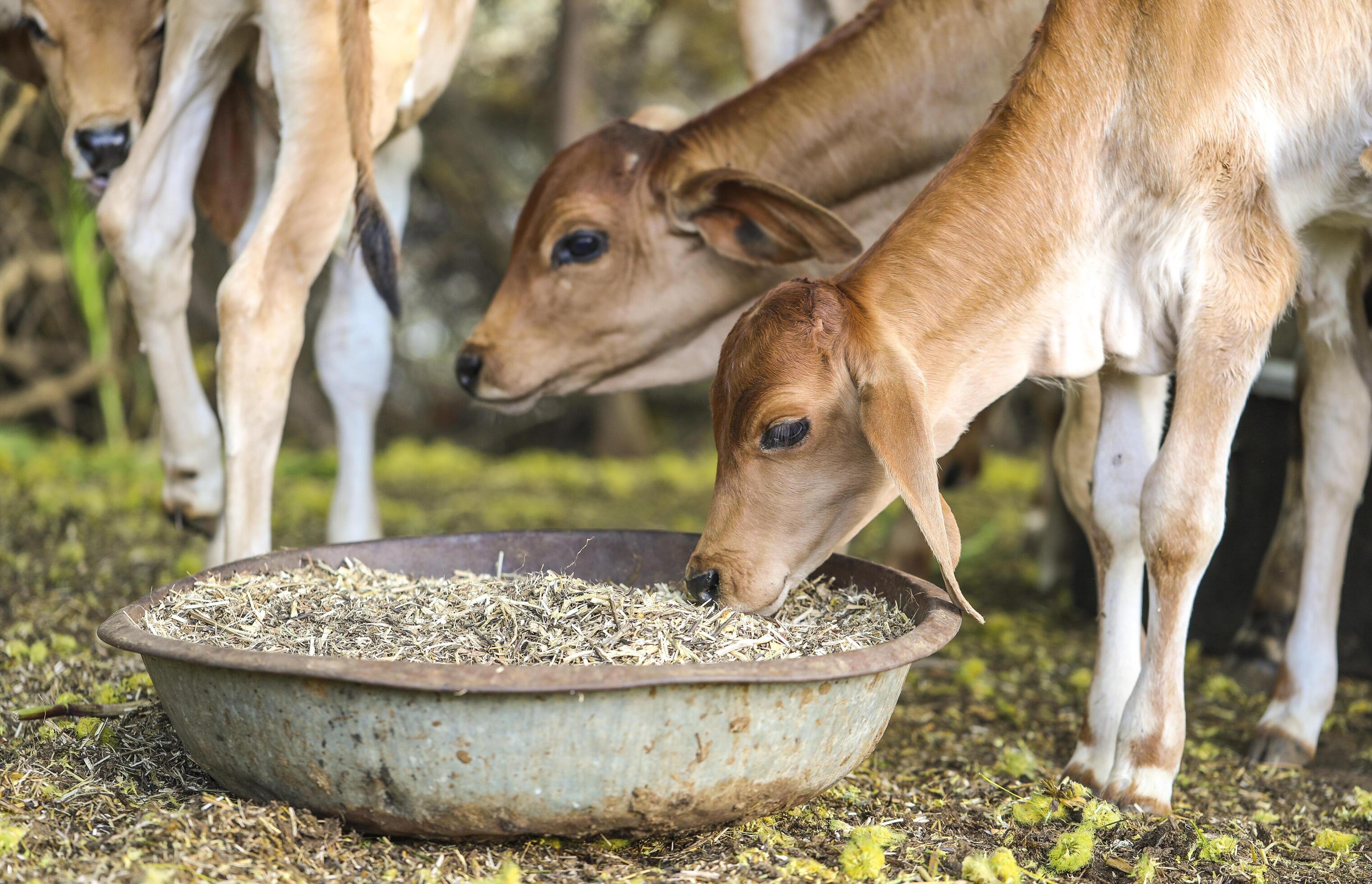Young calves eating 1898597 Stock Photo at Vecteezy