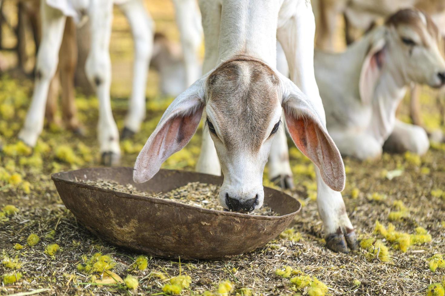 Pretty Little Baby Cow Eating Grass photo