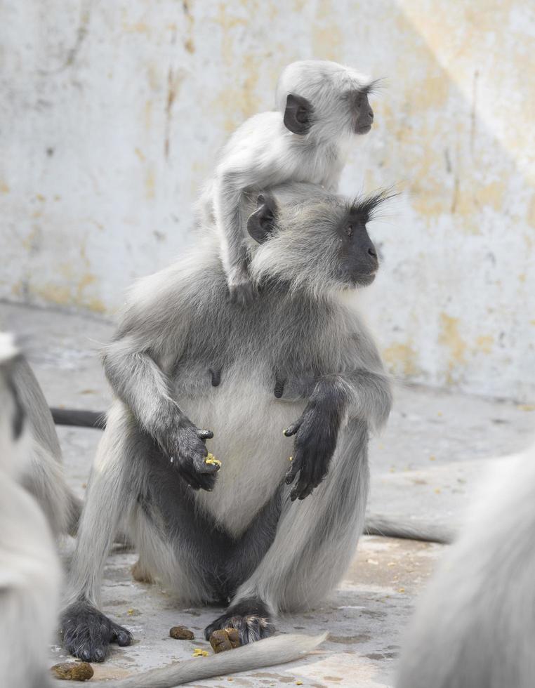 Mother and baby monkey photo