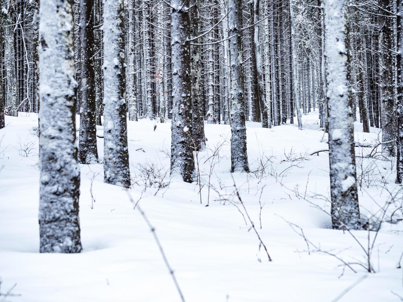 árboles cubiertos de nieve foto