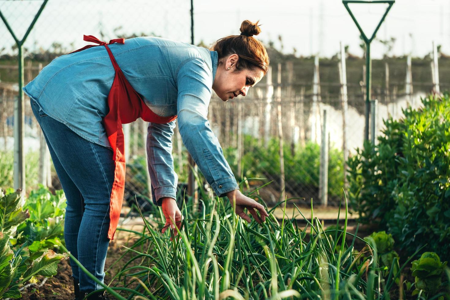 La agricultora examina un campo de cebolla en una granja orgánica foto