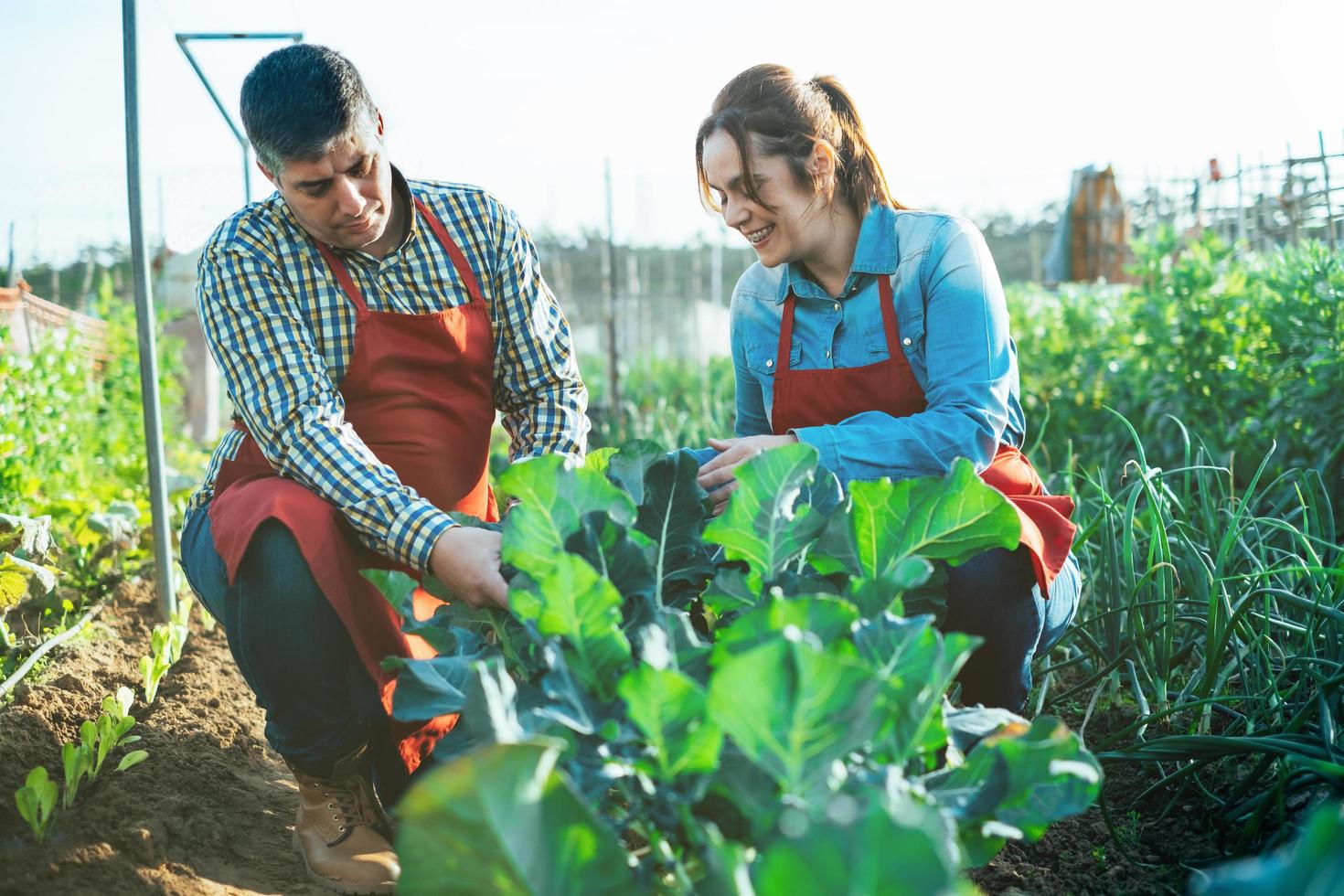 Par examinar una planta de brócoli en un campo cultivado foto