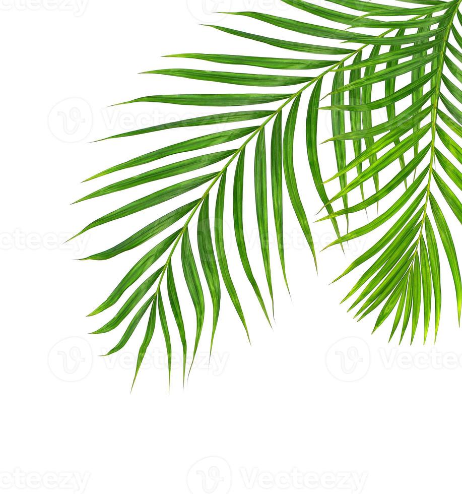 dos hojas de palma aisladas foto