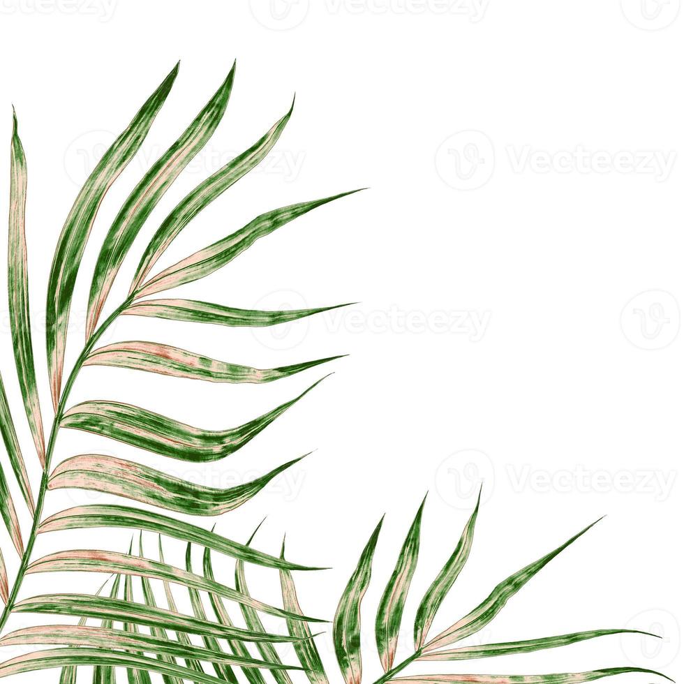 Green leaves on white background photo