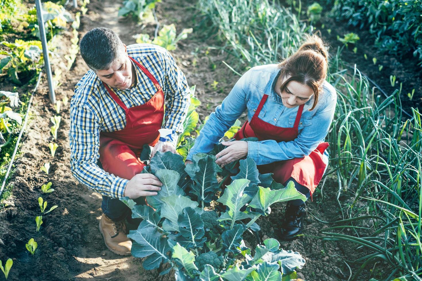 Farming couple examining a broccoli plant in a cultivated field photo