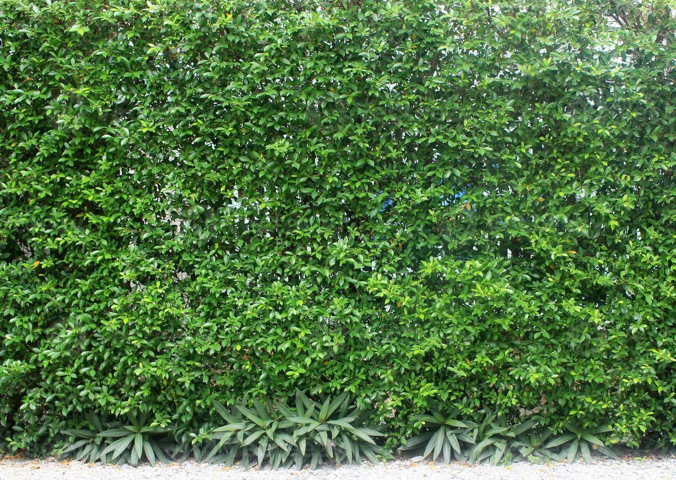 Green leaves plant vertical on wall photo