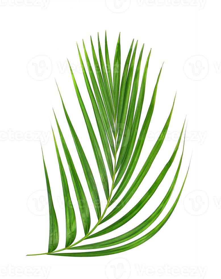 Green leaf isolated on a white background photo