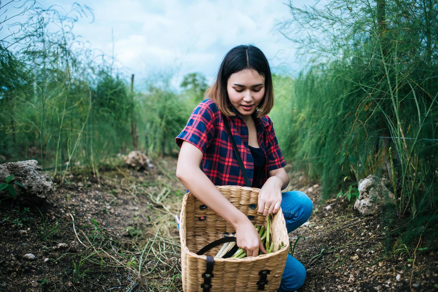 Young farmer harvesting fresh asparagus photo