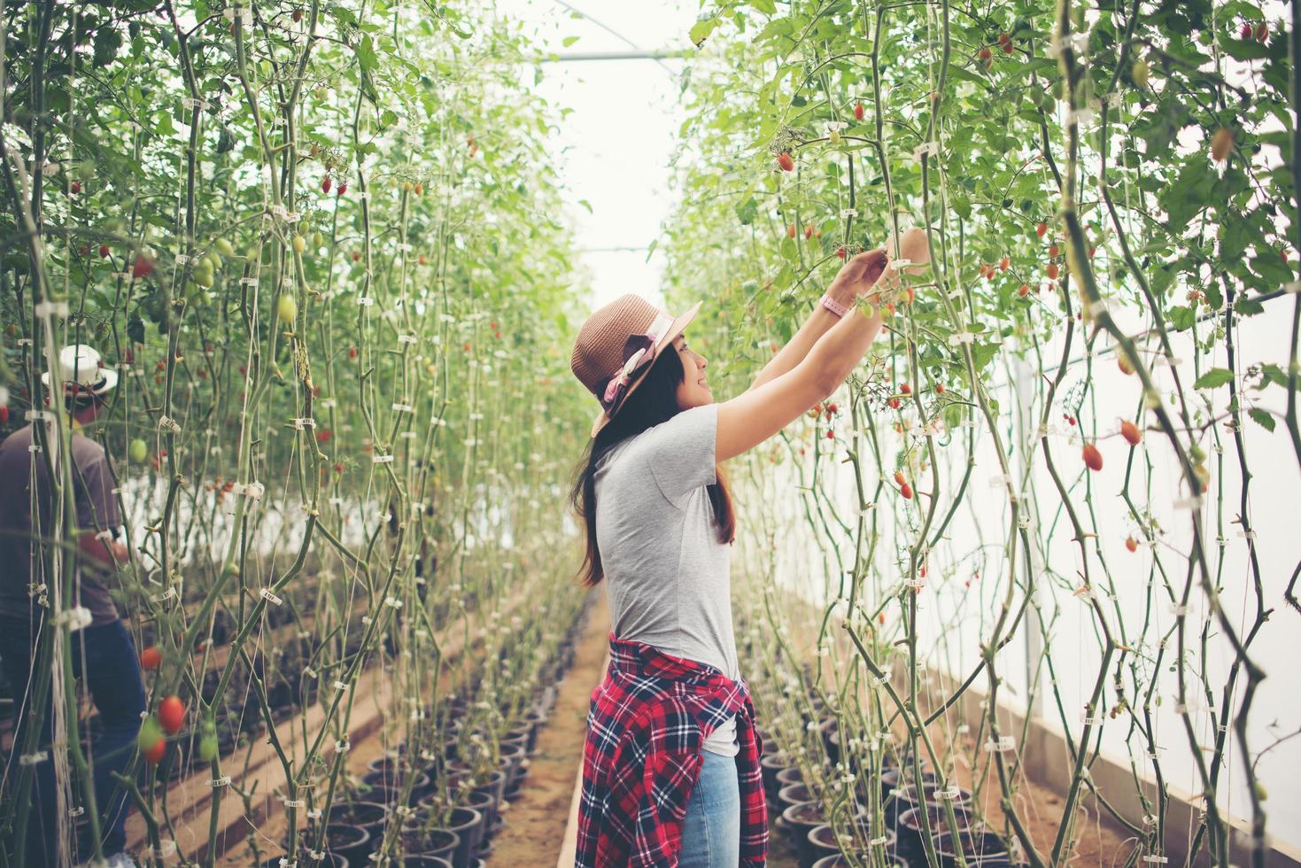 Mujer joven en un invernadero con cosecha de tomates orgánicos foto