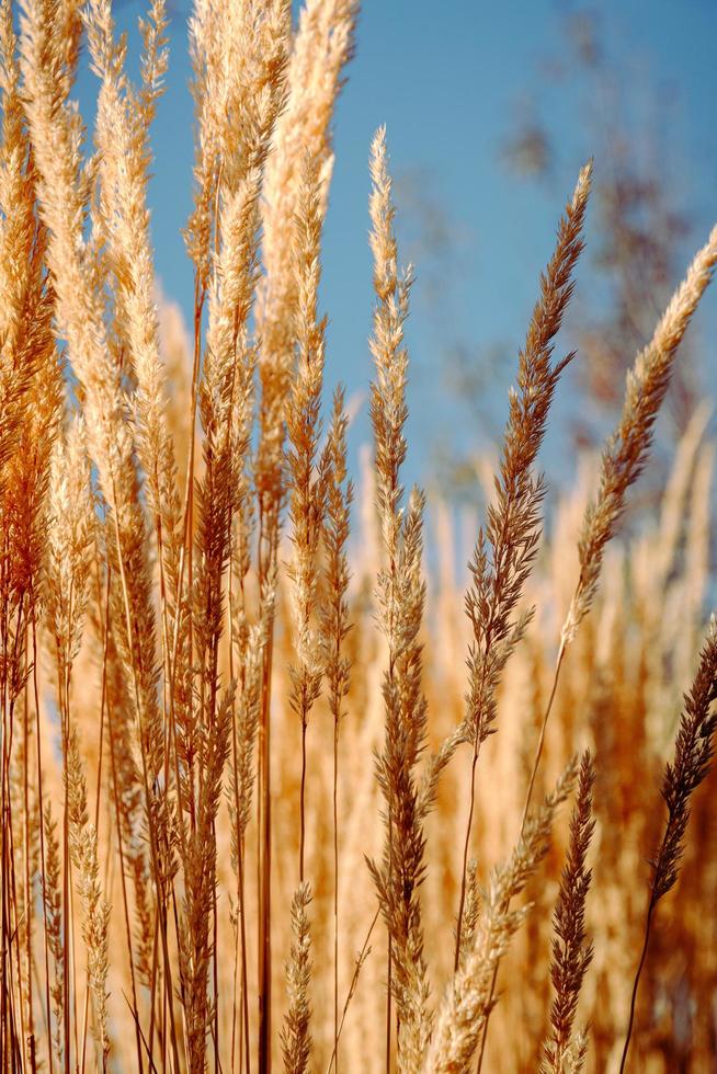 Brown wheat field during daytime photo