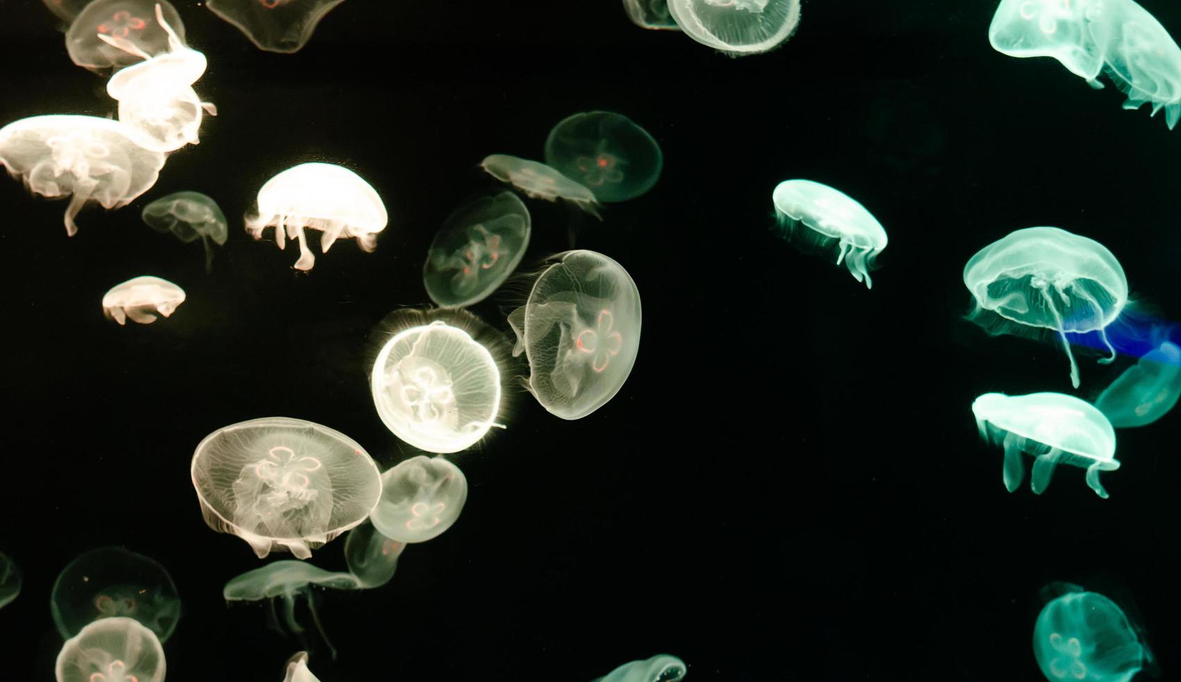 medusas en un acuario foto