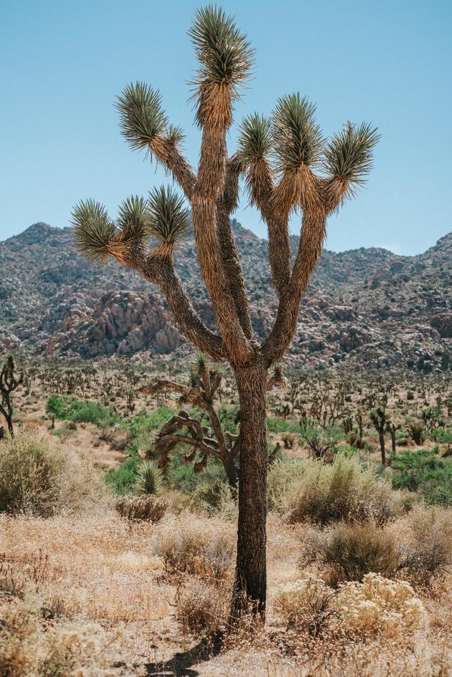 Brown tree on brown grass field during daytime photo