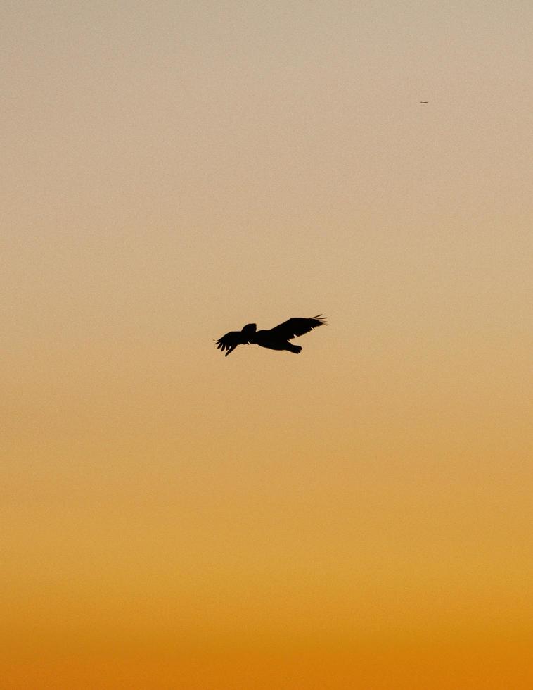 silueta de pájaro volando durante la puesta de sol foto