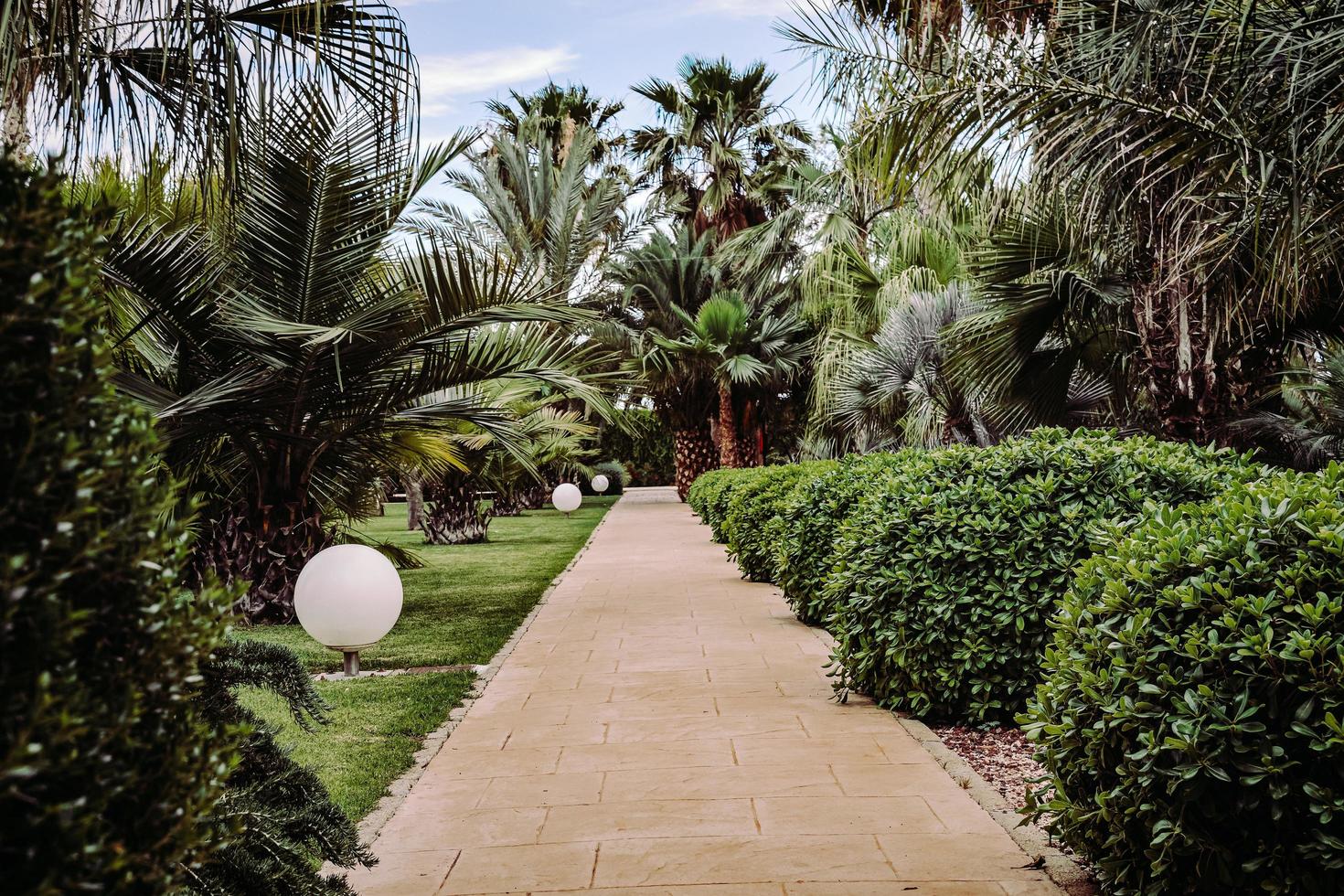 Green palm trees and plants during daytime photo