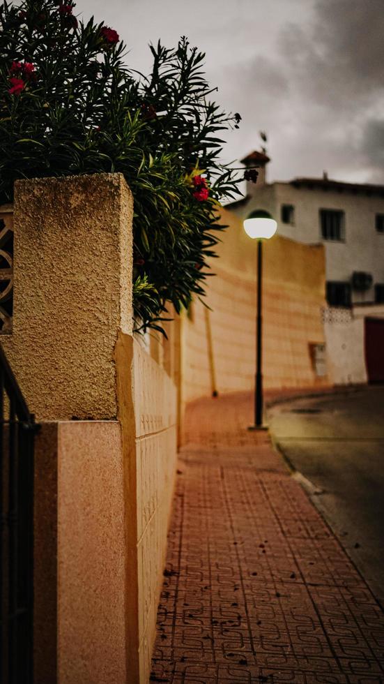 Flores rojas sobre muro de hormigón marrón foto