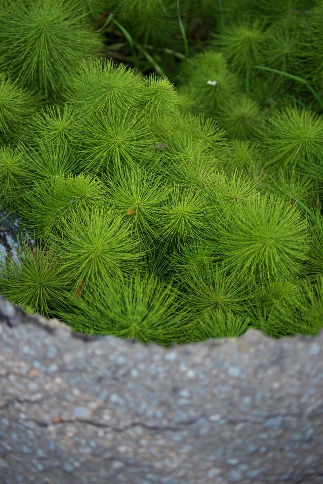 planta verde sobre roca gris foto