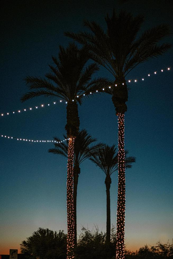 palmera verde durante la noche foto