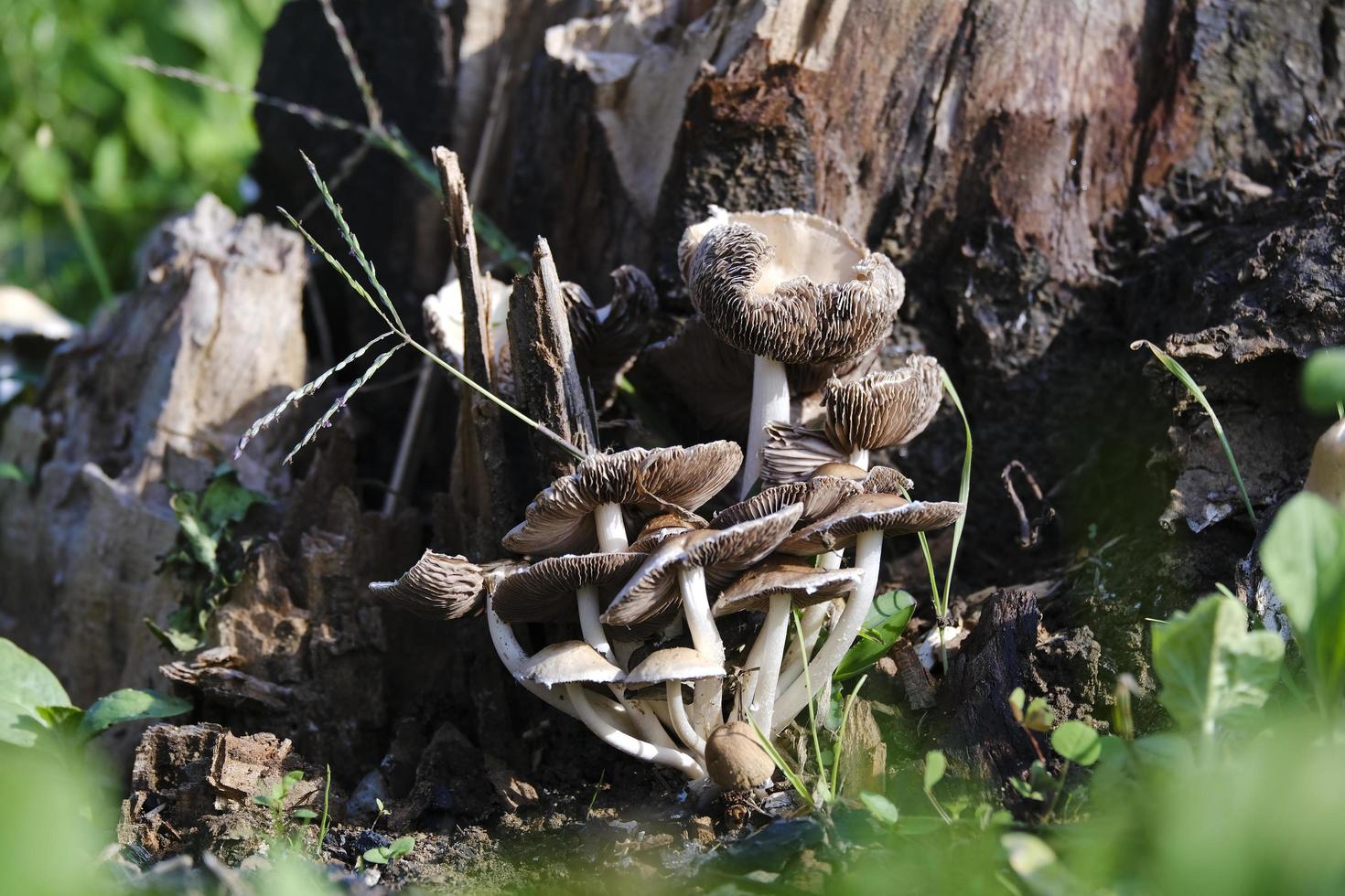 Selective focus shot of mushrooms in forest photo
