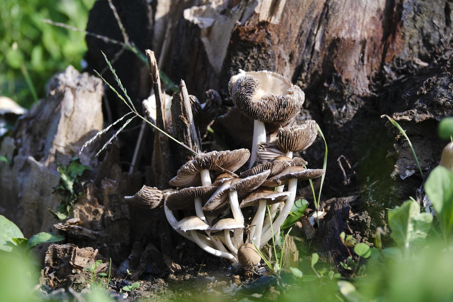 Selective focus shot of mushrooms in forest photo