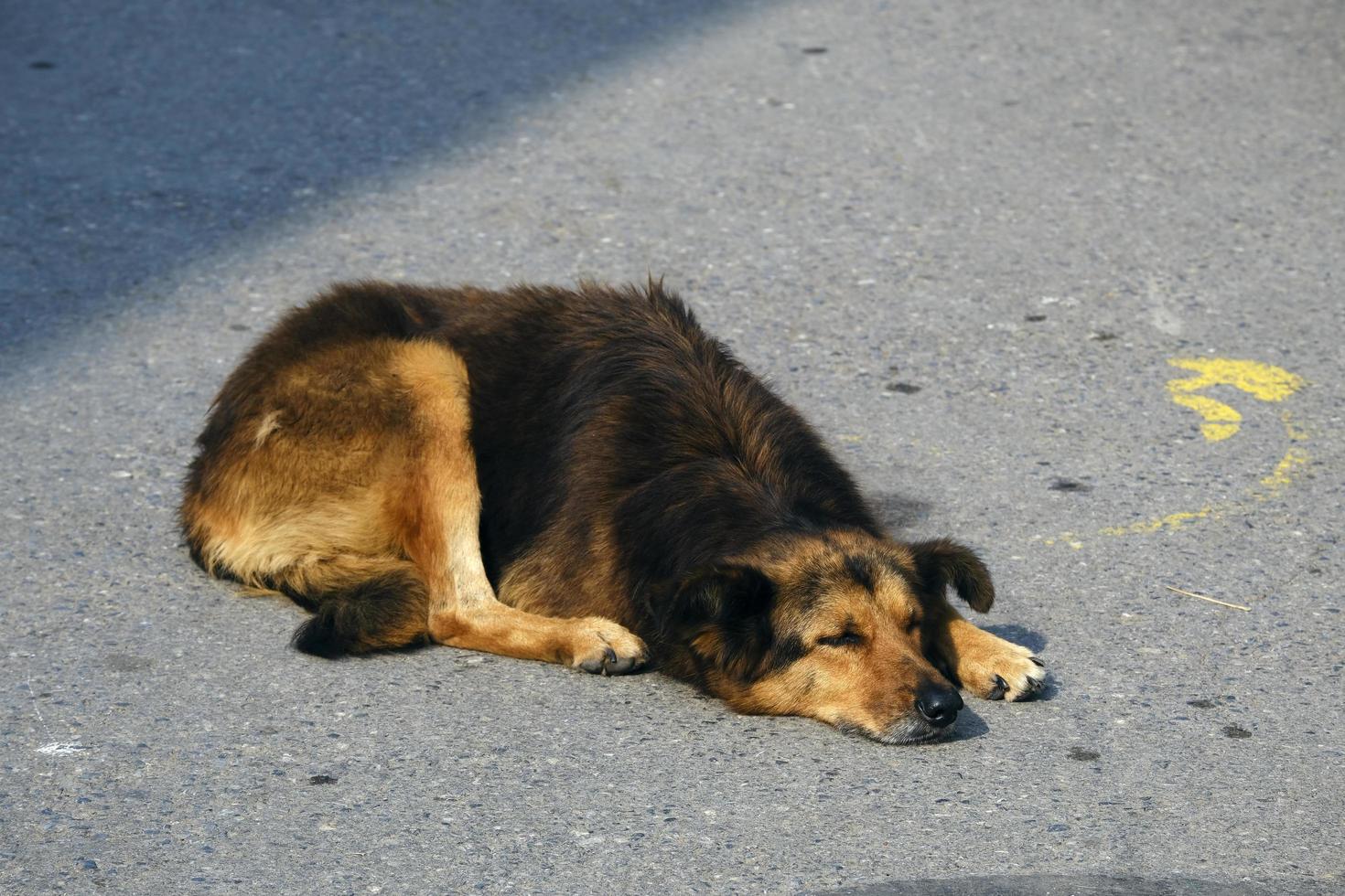 Stray dog laying down in a street photo