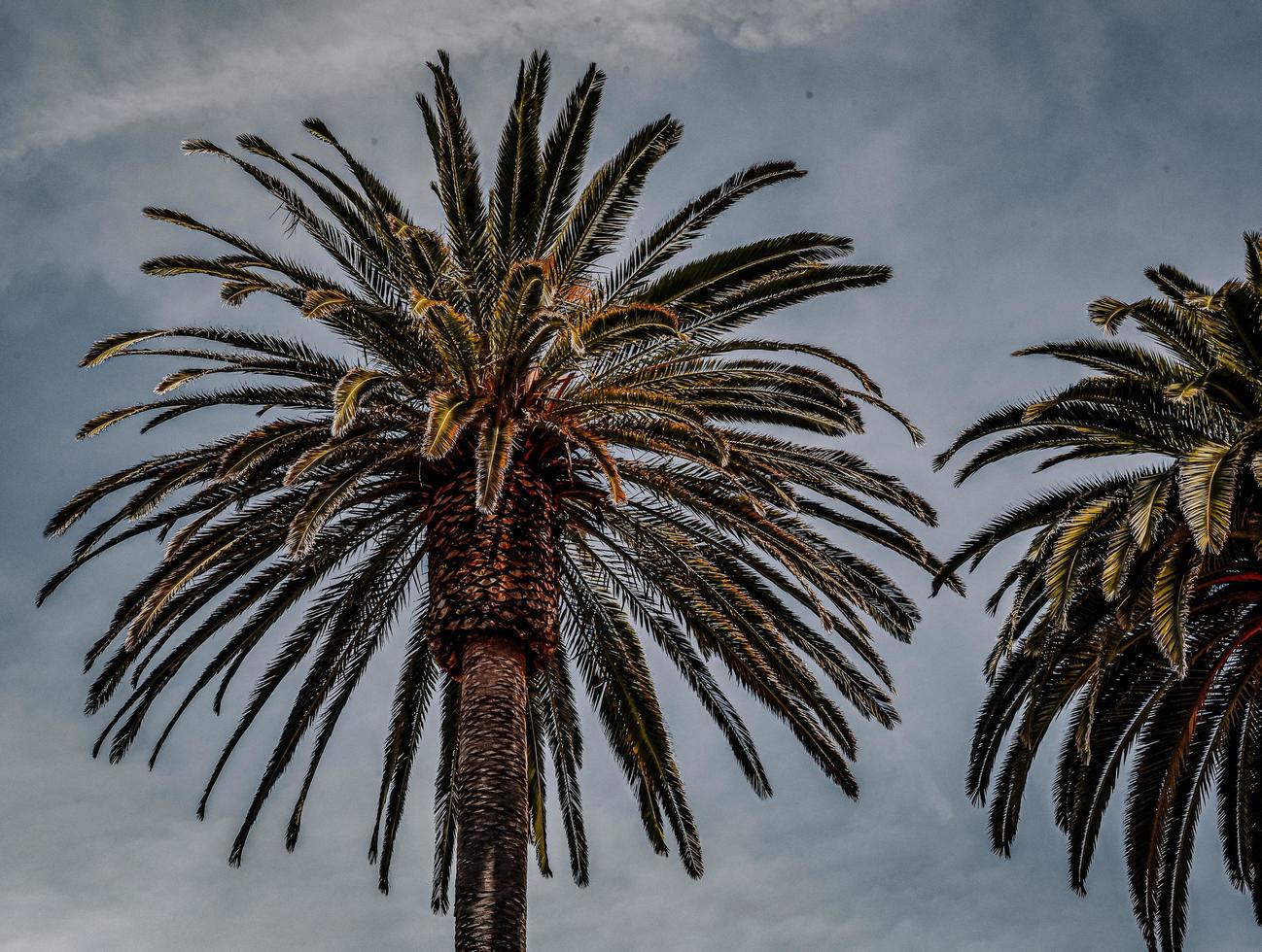 Green palm tree under cloudy sky photo