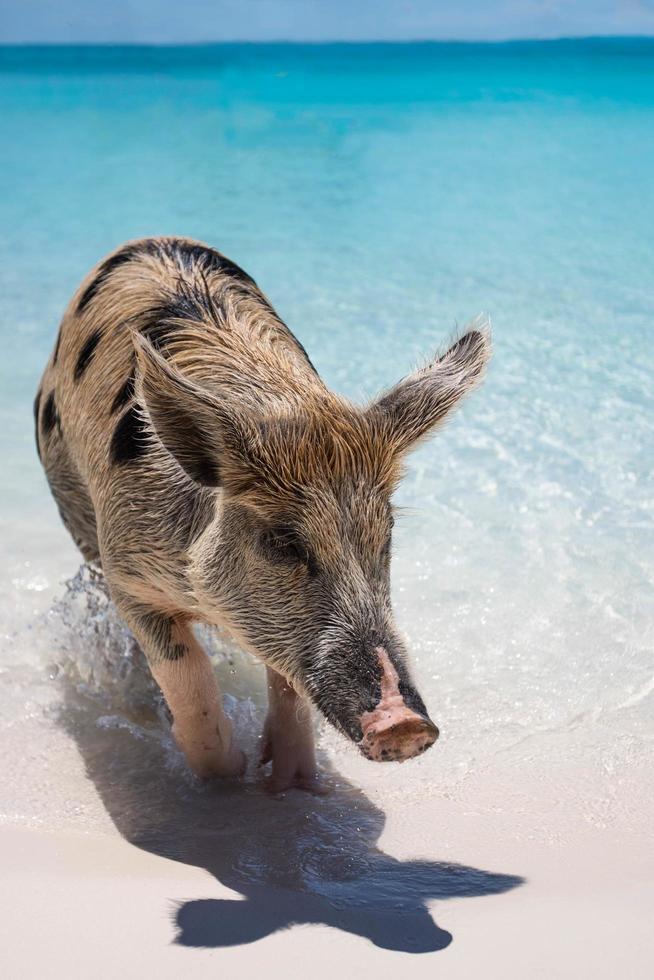 cerdo bronceado y negro en la orilla del mar foto