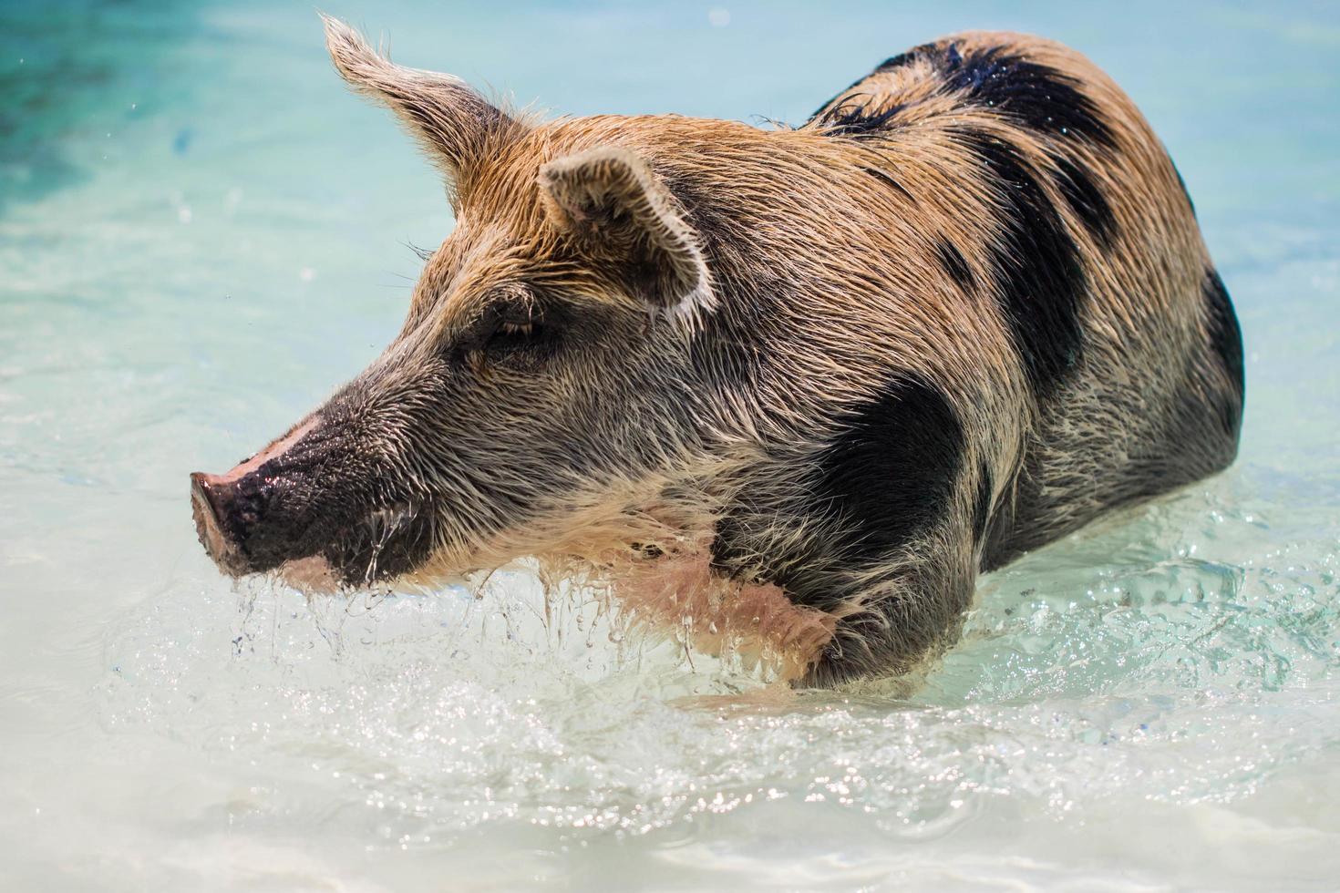 Brown and black pig in body of water photo