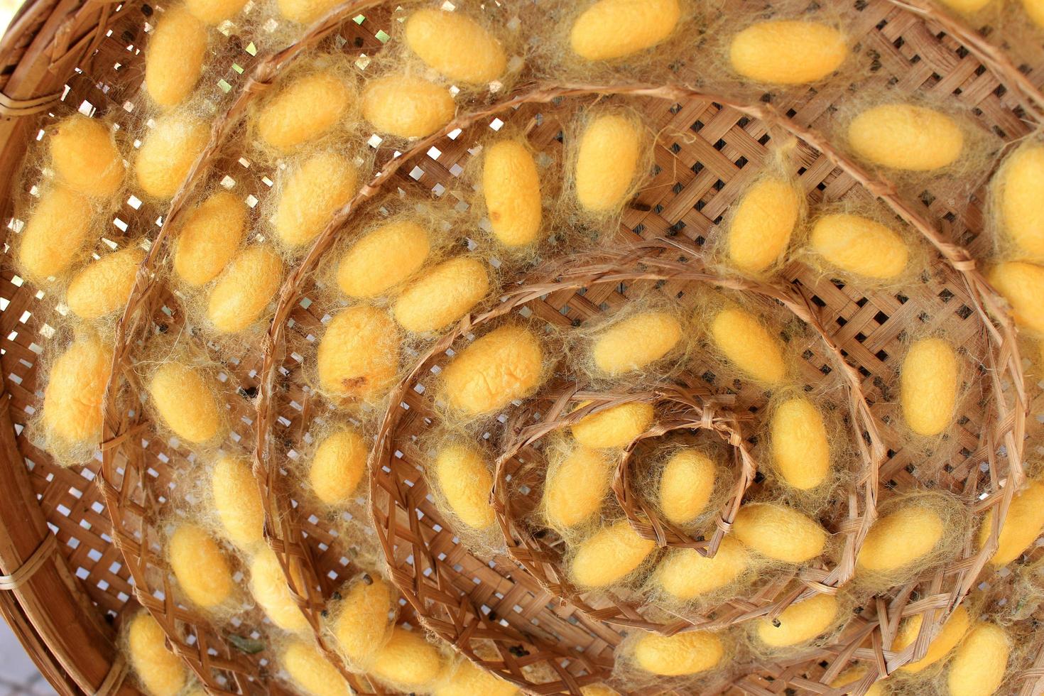 silk worm cocoons nests photo