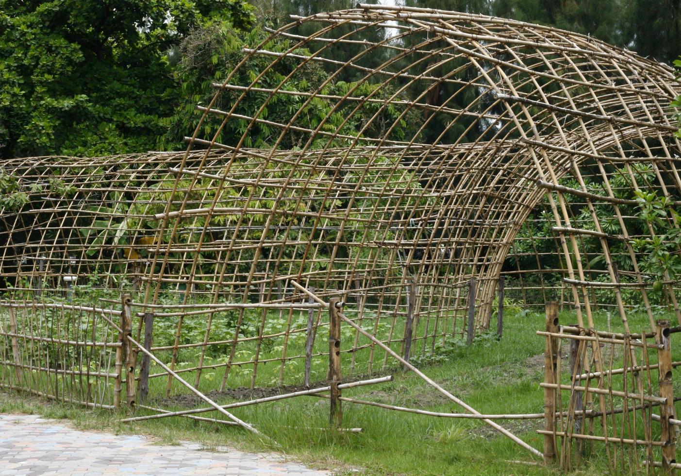 Old bamboo fence with green plants photo