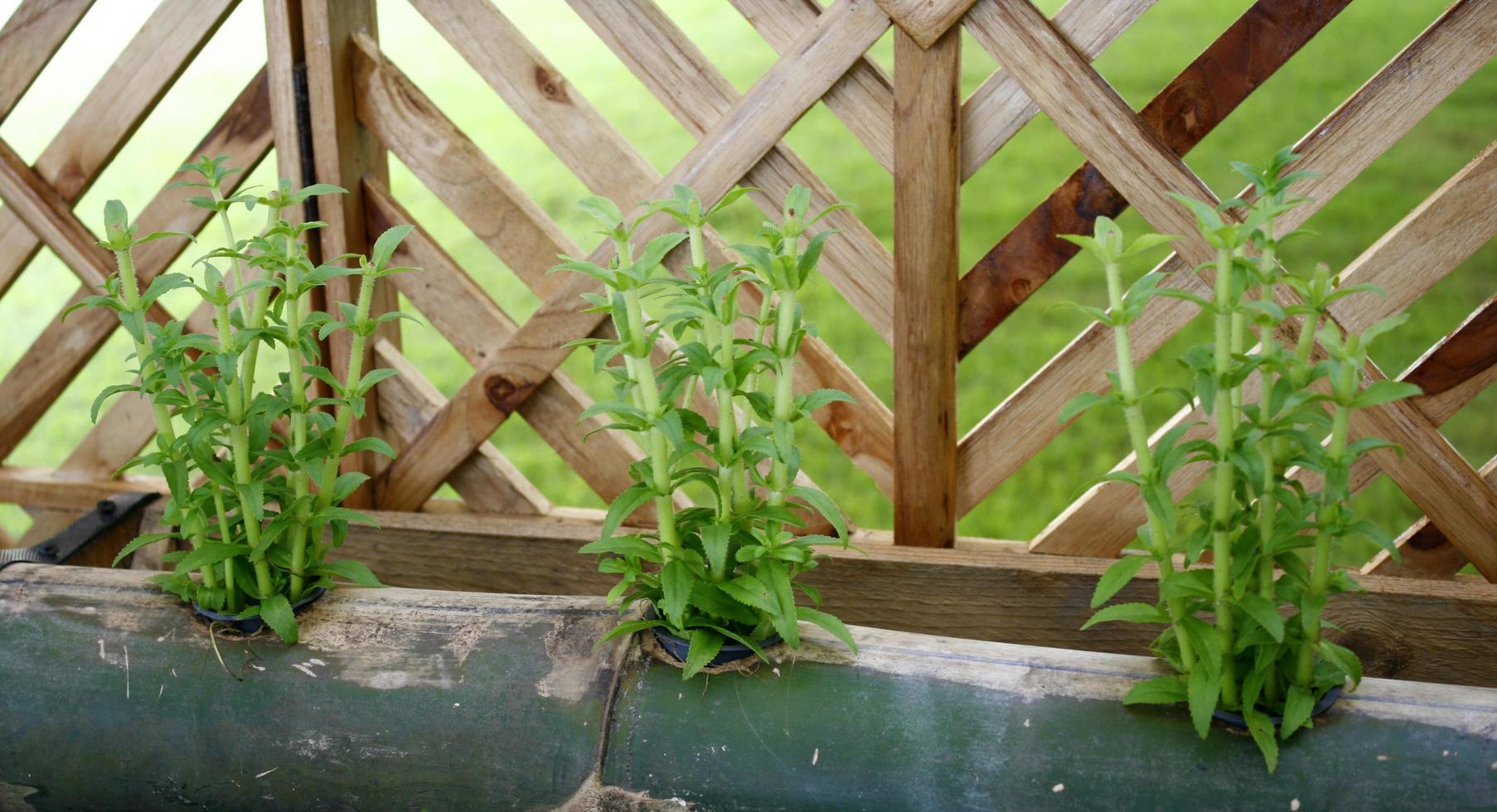 Green plants with a fence photo