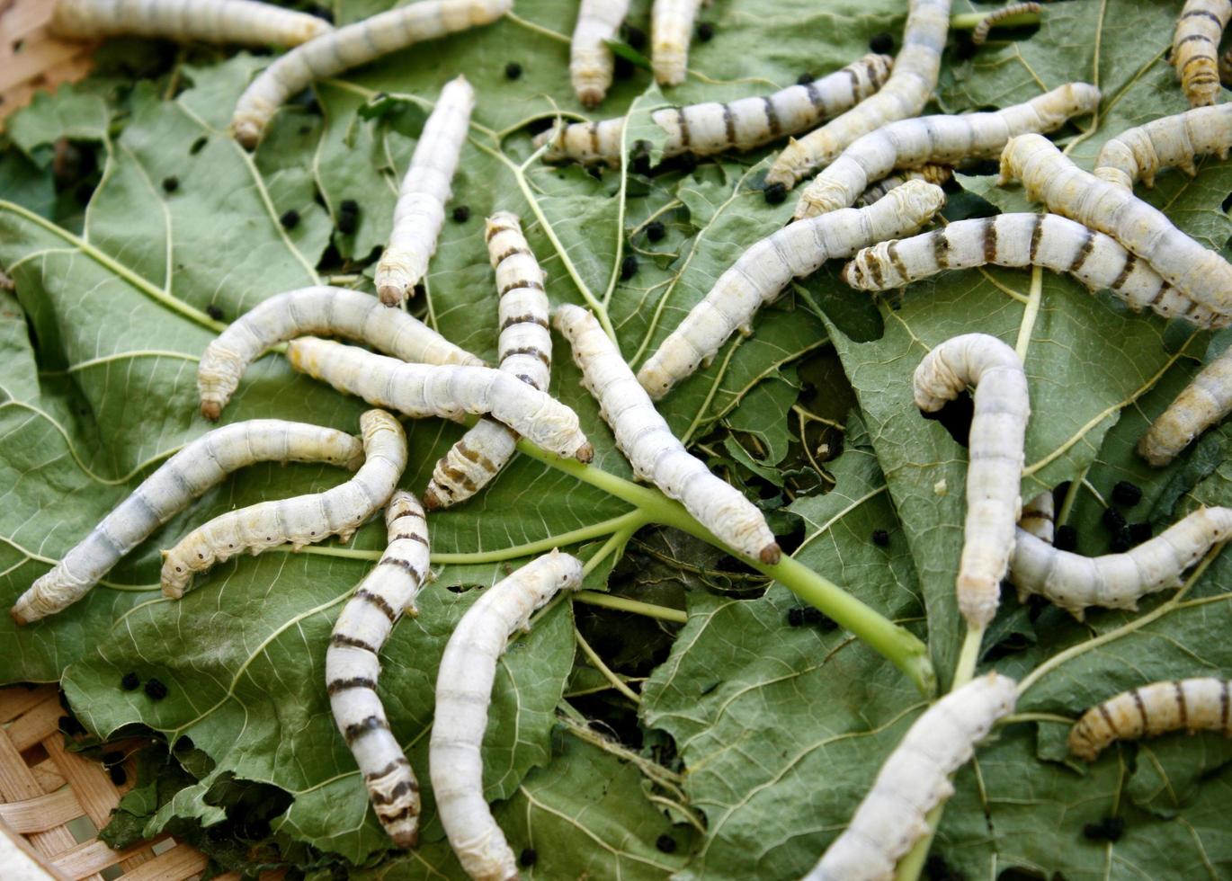 cerrar gusano de seda comiendo hojas de morera verde foto