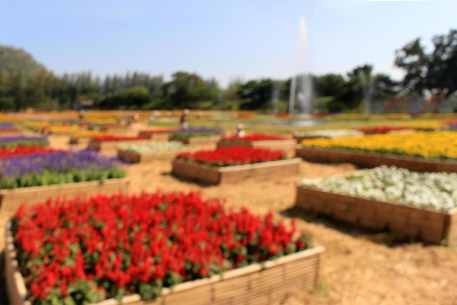Desenfoque en el campo de flores y jardín de colores de primavera foto