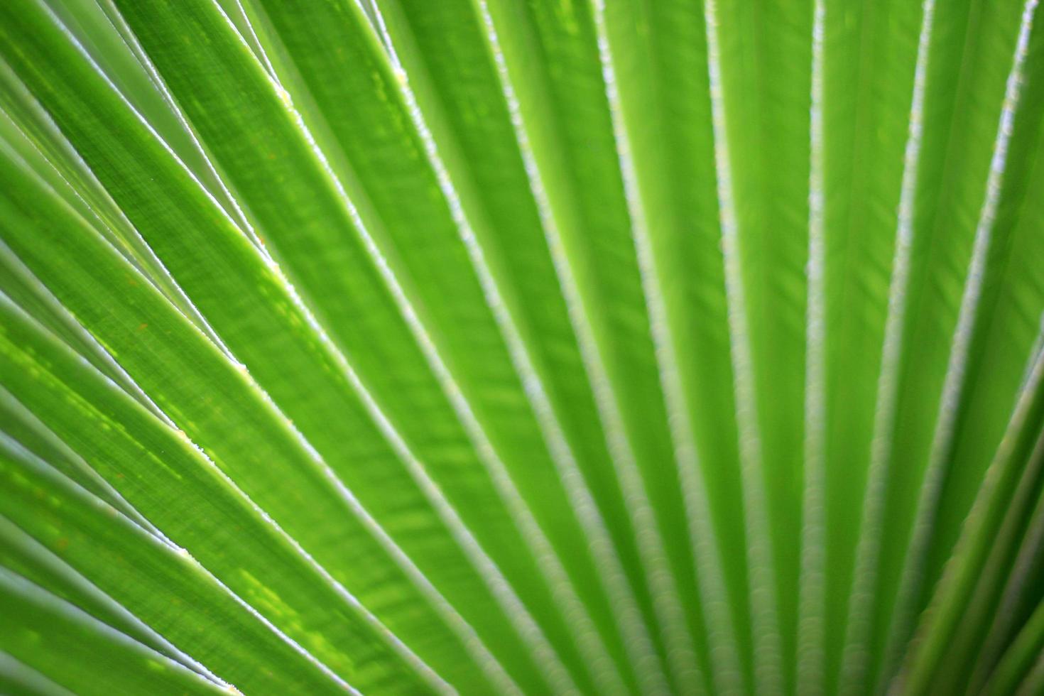 líneas y texturas de hojas de palma verde foto