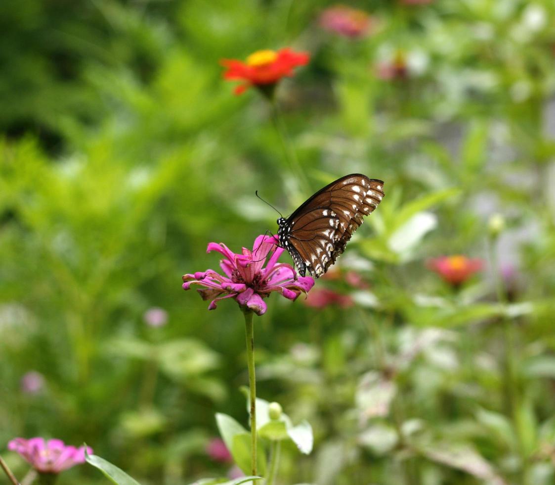 Butterfly on a pink flower photo