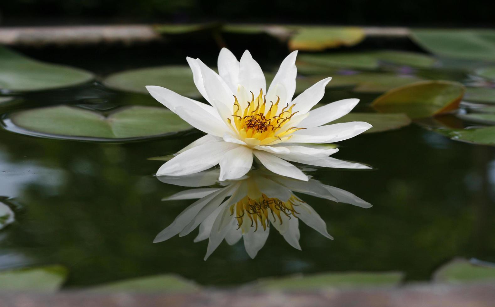 White lotus in a pond photo