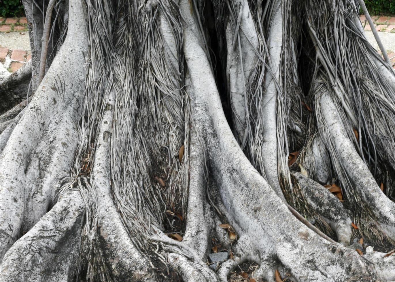 Big tree roots photo