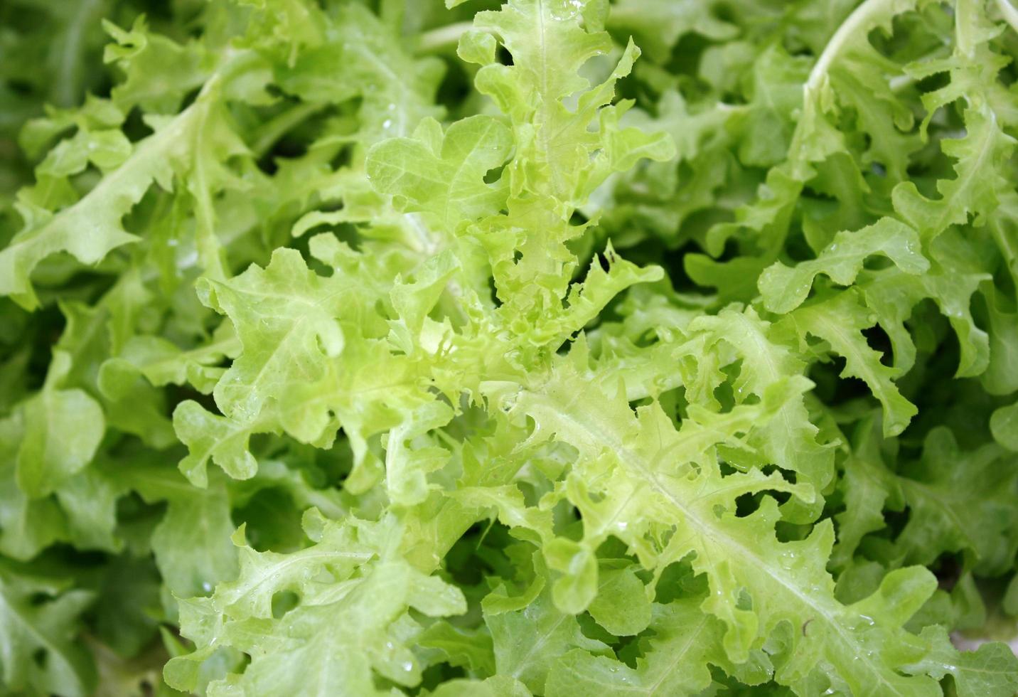 Green lettuce leaves photo