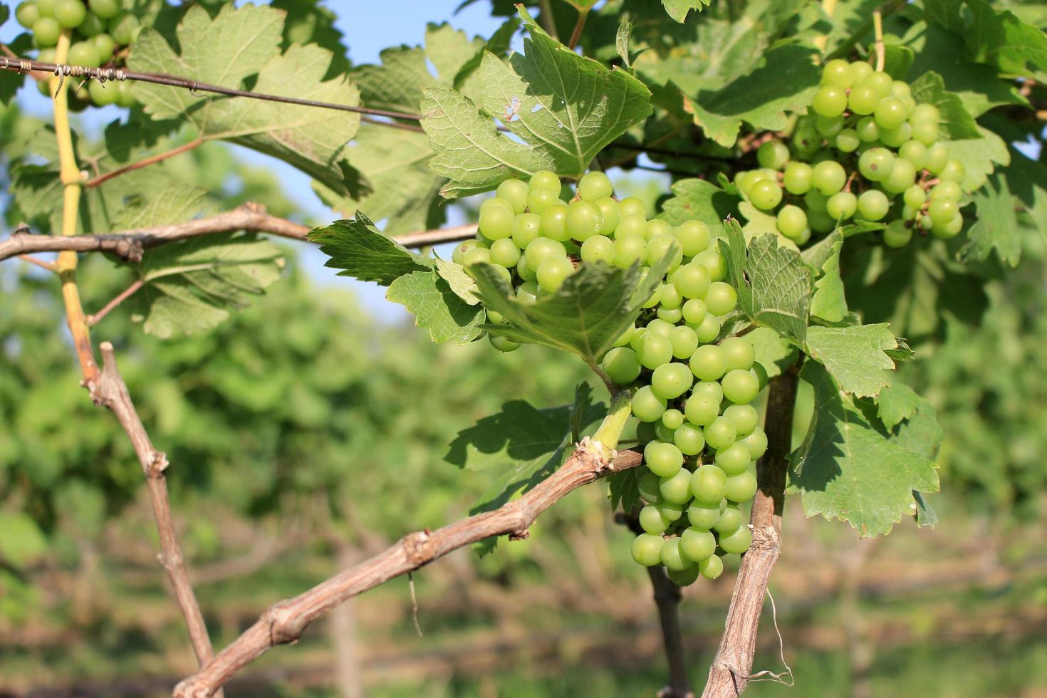 uvas verdes en vid foto